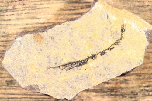Palaeospondylus gunni