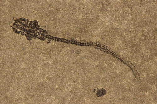 Palaeospondylus gunni