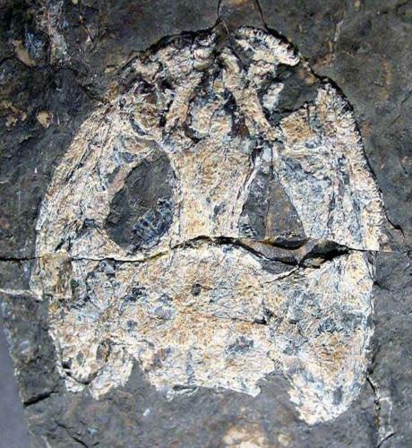 Carboniferous Balanerpeton Temnospondyl