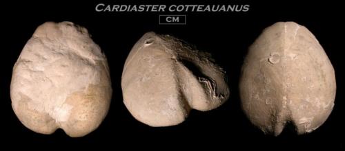 Cardiaster cotteauanus
