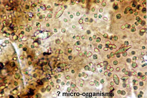 Ceratiocaris papilio micro-organisms?