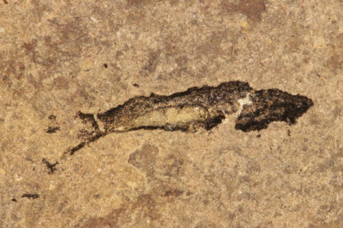 juvenile Lanarkia horrida (small denticles)
