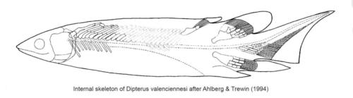 dipterus reconstruction ahlberg trewin internal