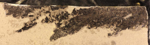 Glyptolepis paucidens Achanarras Quarry