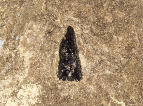 Glyptolepis paucidens tooth