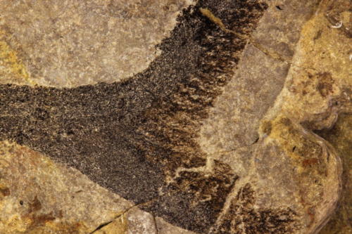 detail of tail lanarkia lanceolata