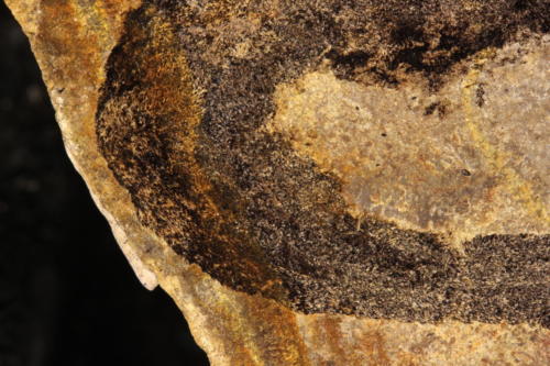 detail of trunk lanarkia lanceolata