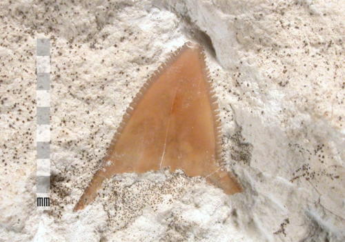 possible squalicorax falcatus