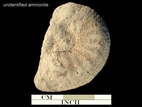 unidentified ammonite 1