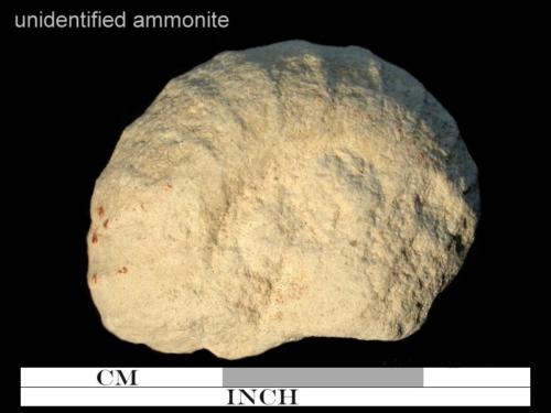 unidentified ammonite 2