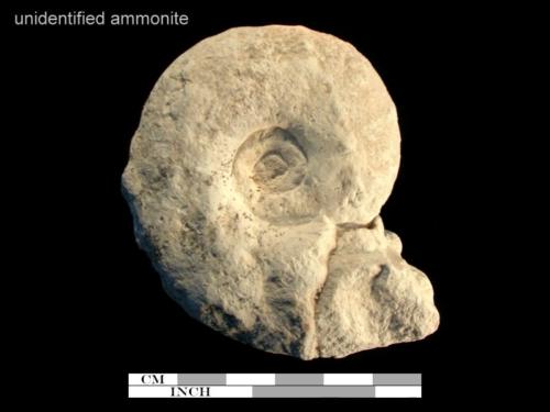 unidentified ammonite 3