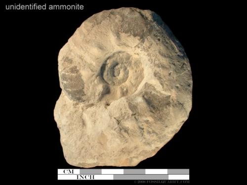 unidentified ammonite 4