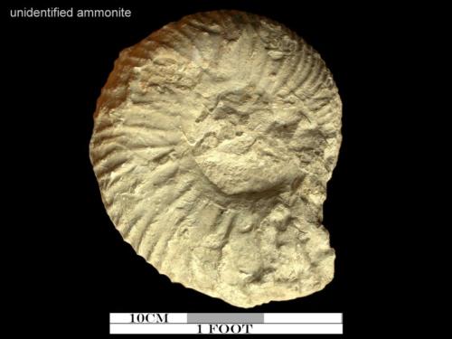 unidentified ammonite 5