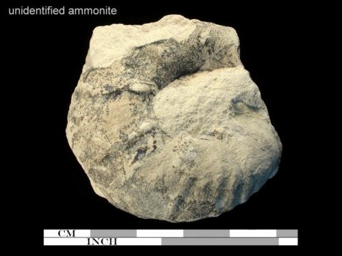 unidentified ammonite 6